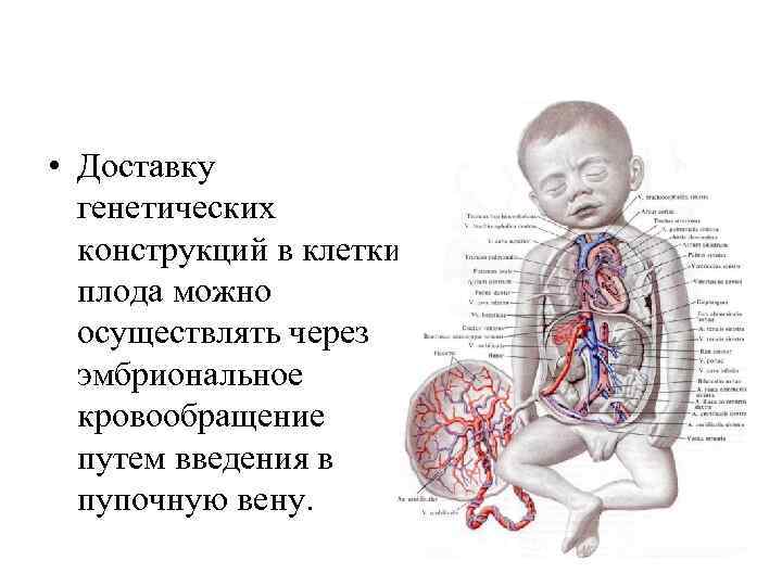  • Доставку генетических конструкций в клетки плода можно осуществлять через эмбриональное кровообращение путем