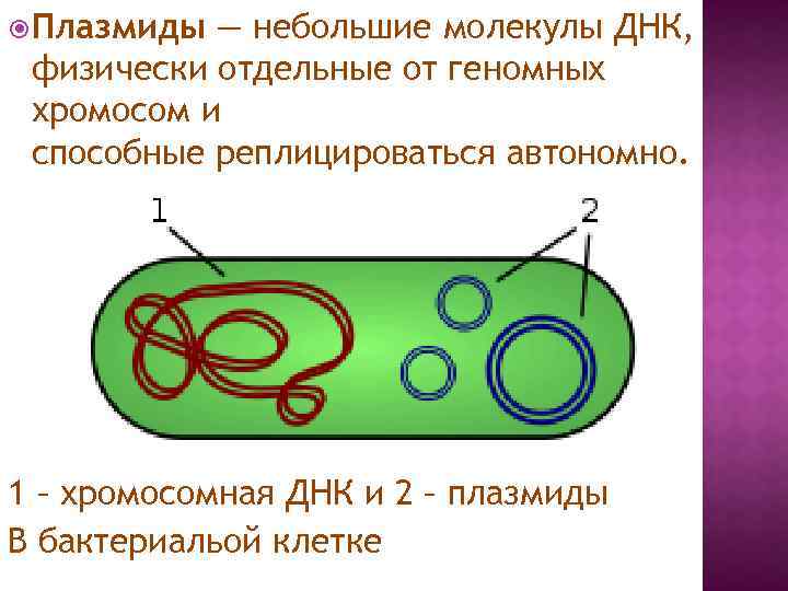  Плазмиды — небольшие молекулы ДНК, физически отдельные от геномных хромосом и способные реплицироваться