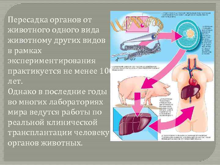 Пересадка органов от животного одного вида животному других видов в рамках экспериментирования практикуется не