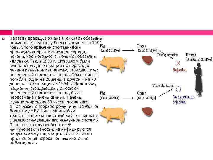  Первая пересадка органа (почки) от обезьяны (шимпанзе) человеку была выполнена в 1964 году.
