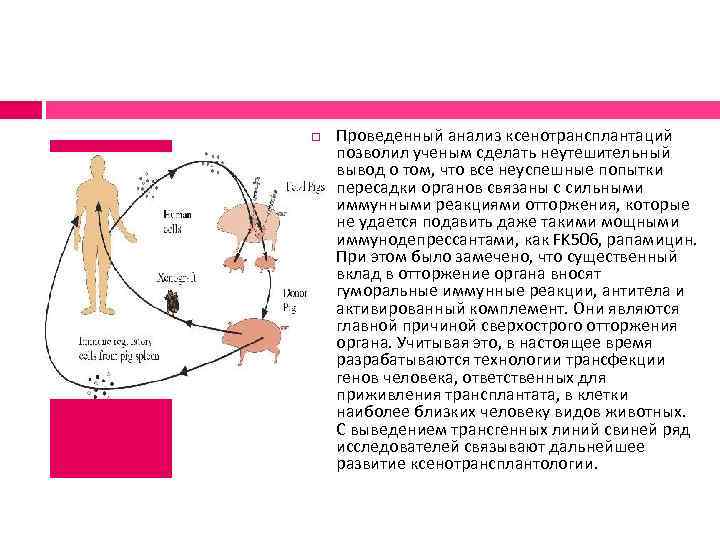 Проведенный анализ ксенотрансплантаций позволил ученым сделать неутешительный вывод о том, что все неуспешные