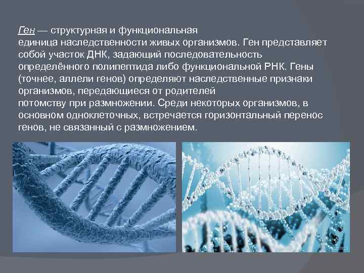 Ген — структурная и функциональная единица наследственности живых организмов. Ген представляет собой участок ДНК,