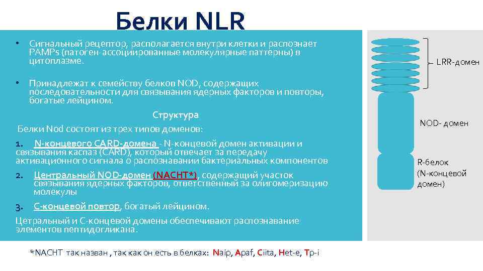 Белки NLR • Сигнальный рецептор, располагается внутри клетки и распознает PAMPs (патоген-ассоциированные молекулярные паттерны)