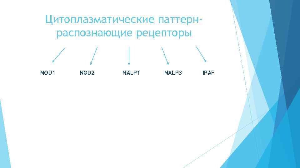 Цитоплазматические паттернраспознающие рецепторы NOD 1 NOD 2 NALP 1 NALP 3 IPAF 