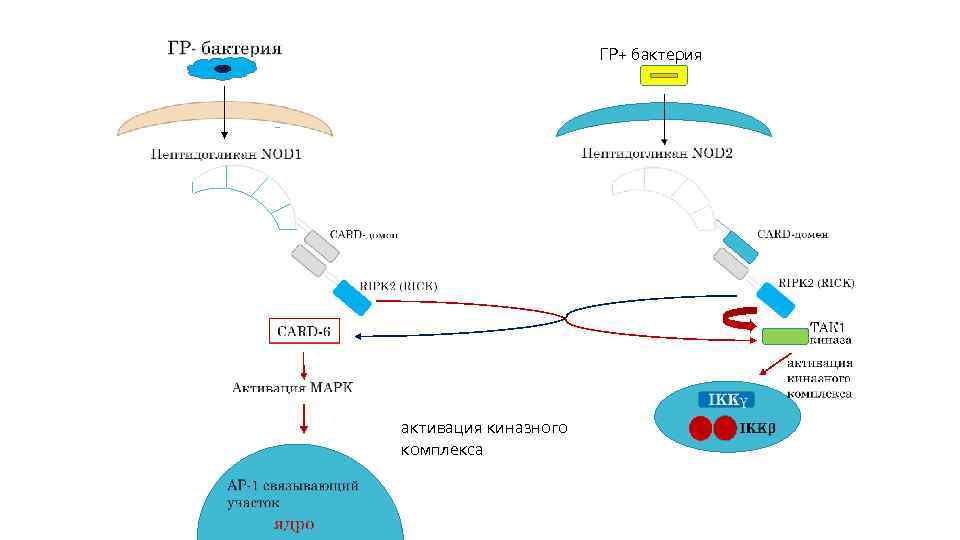 ГР+ бактерия активация киназного комплекса 