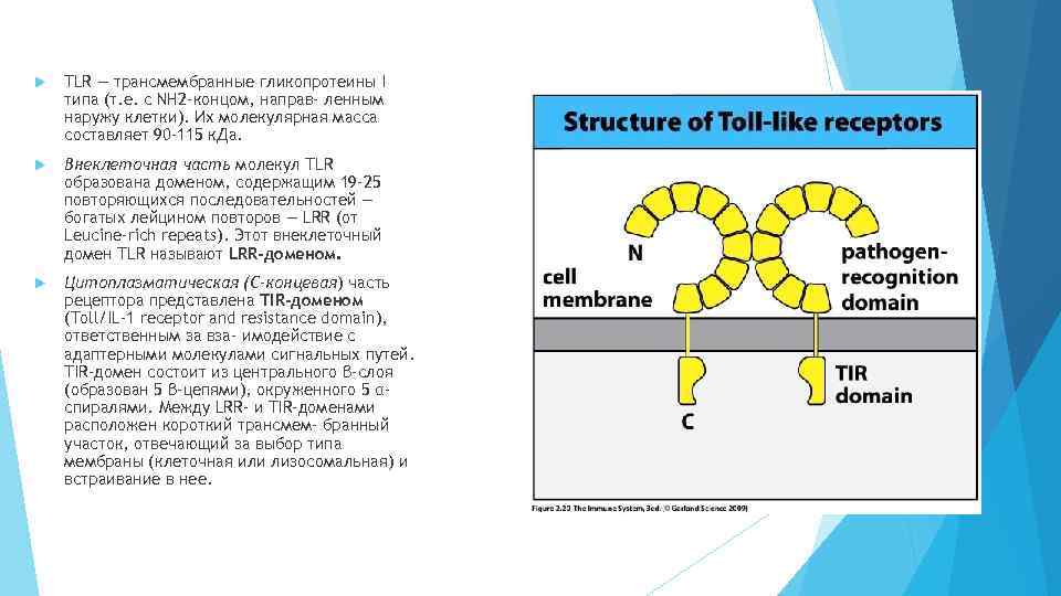  TLR — трансмембранные гликопротеины I типа (т. е. с NH 2 -концом, направ-
