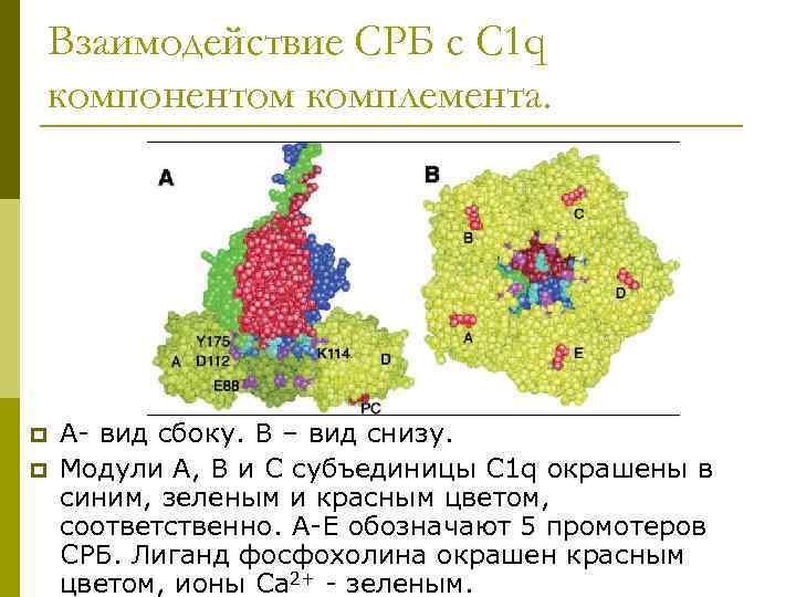 Взаимодействие СРБ с С 1 q компонентом комплемента. p p А- вид сбоку. В