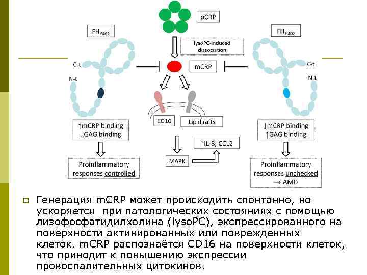 p Генерация m. CRP может происходить спонтанно, но ускоряется при патологических состояниях с помощью