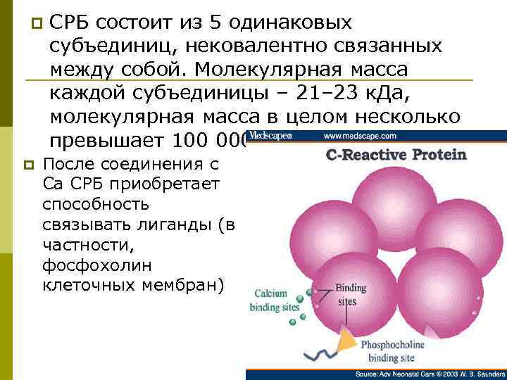 p p СРБ состоит из 5 одинаковых субъединиц, нековалентно связанных между собой. Молекулярная масса