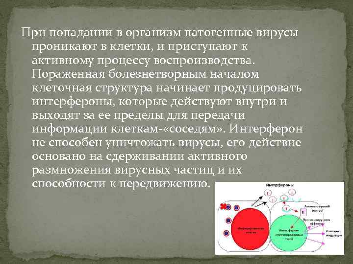 При попадании в организм патогенные вирусы проникают в клетки, и приступают к активному процессу