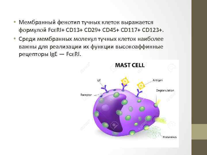 Презентация тучные клетки