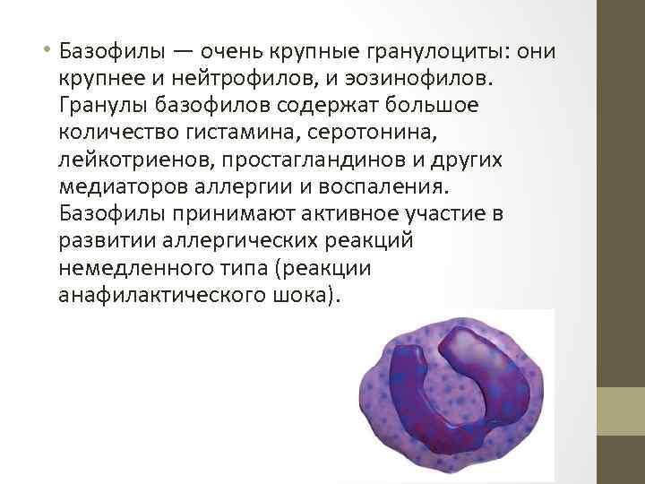  • Базофилы — очень крупные гранулоциты: они крупнее и нейтрофилов, и эозинофилов. Гранулы