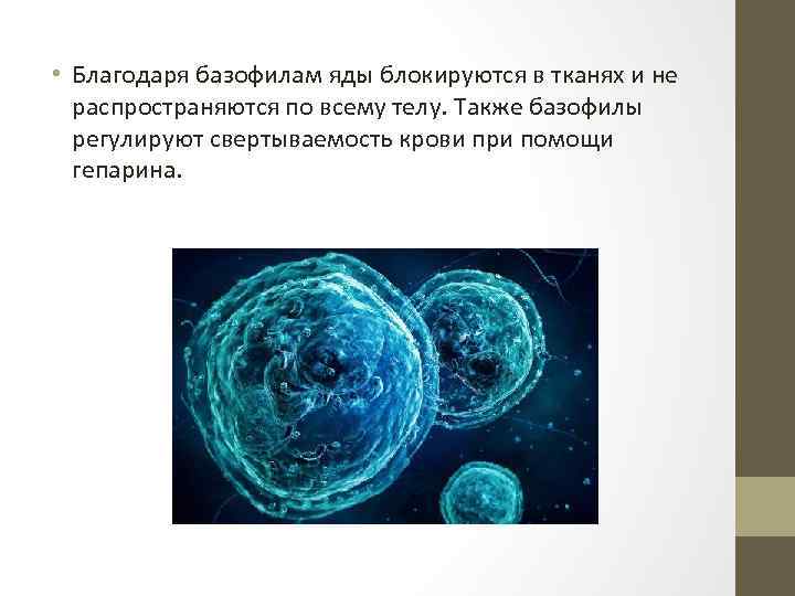  • Благодаря базофилам яды блокируются в тканях и не распространяются по всему телу.