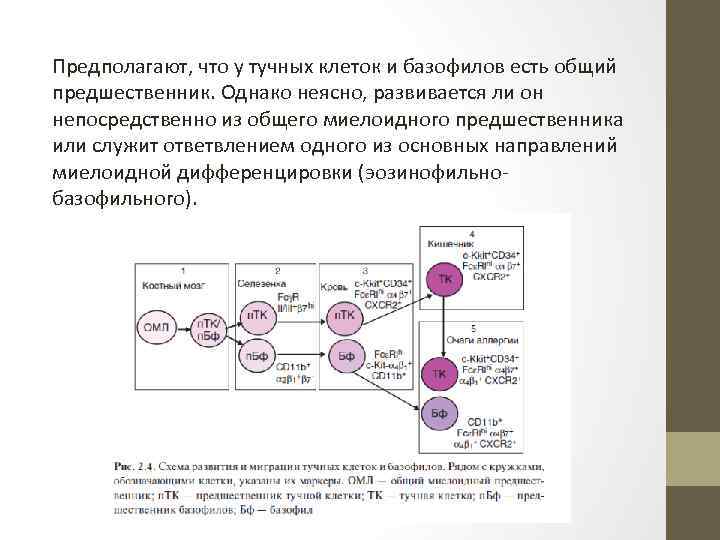 Презентация тучные клетки