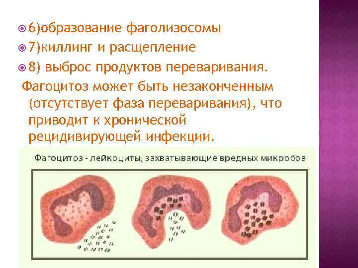  6)образование фаголизосомы 7)киллинг и расщепление 8) выброс продуктов переваривания. Фагоцитоз может быть незаконченным