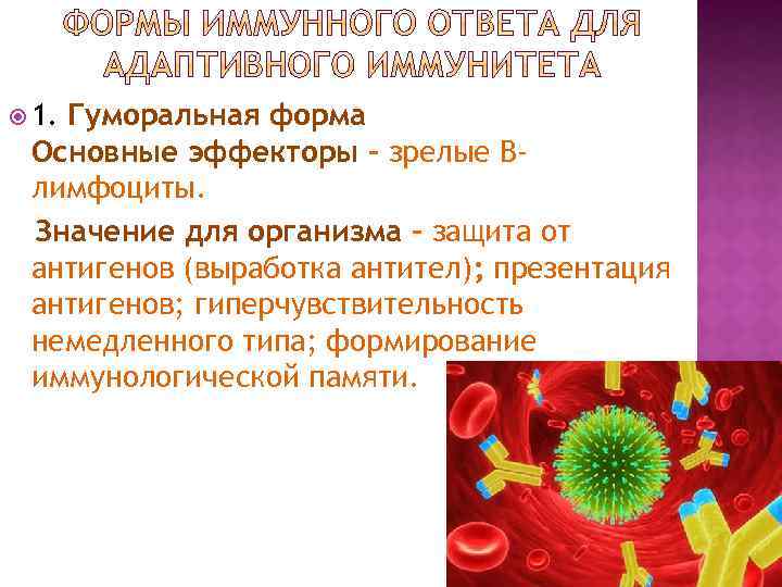  1. Гуморальная форма Основные эффекторы – зрелые Влимфоциты. Значение для организма – защита