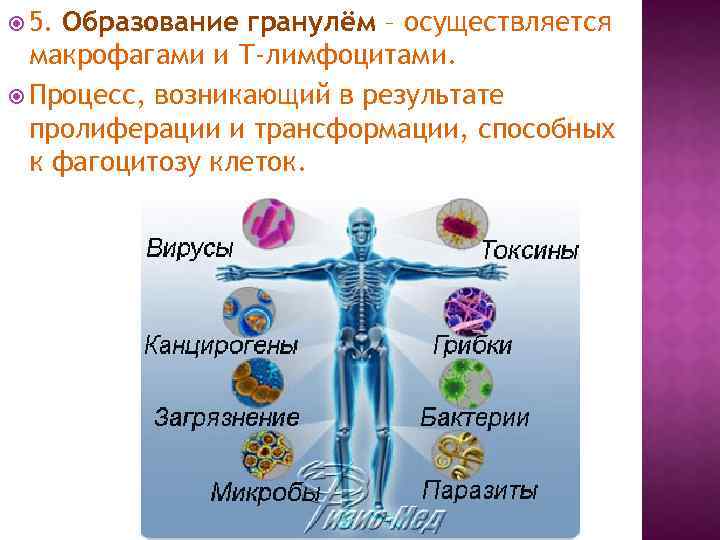  5. Образование гранулём – осуществляется макрофагами и Т-лимфоцитами. Процесс, возникающий в результате пролиферации