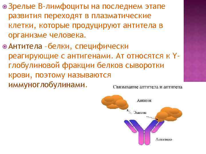  Зрелые В-лимфоциты на последнем этапе развития переходят в плазматические клетки, которые продуцируют антитела