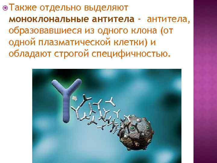  Также отдельно выделяют моноклональные антитела - антитела, образовавшиеся из одного клона (от одной