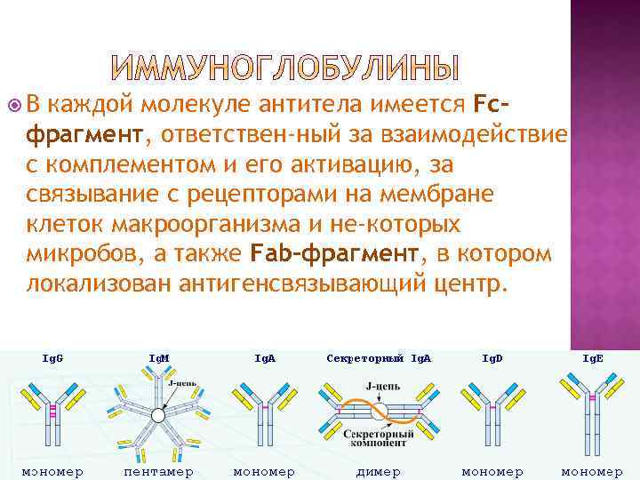 Центр молекул. Молекула антитела. Молекулярные антитела. ФРАГМЕНТЫ антител. Участки молекулы антитела.