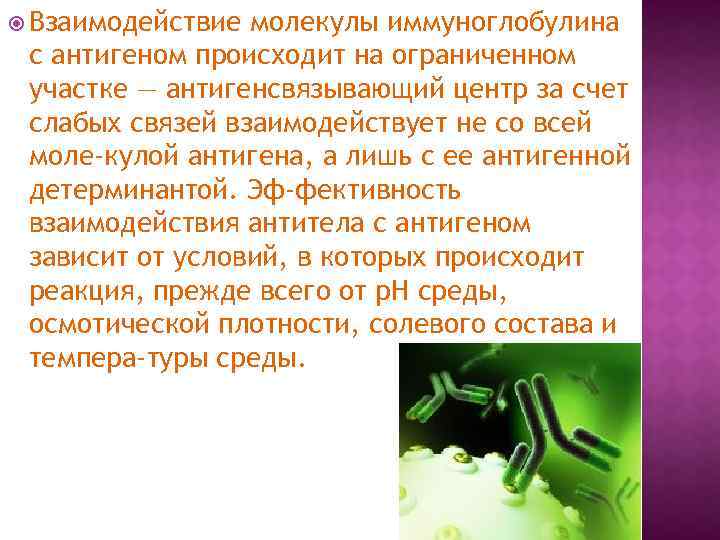  Взаимодействие молекулы иммуноглобулина с антигеном происходит на ограниченном участке — антигенсвязывающий центр за