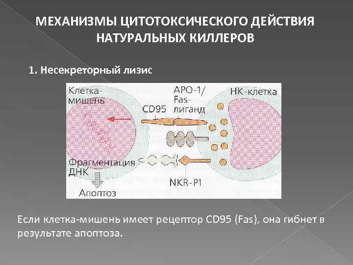 Естественные киллеры презентация