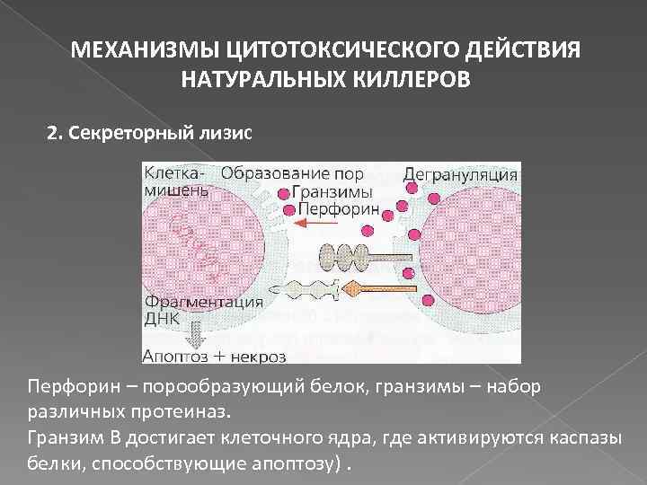 Клетки достижения. Механизм цитотоксического действия натуральных киллеров. Механизм действия натуральных киллеров. Естественные киллеры механизм действия. Секреторный лизис.