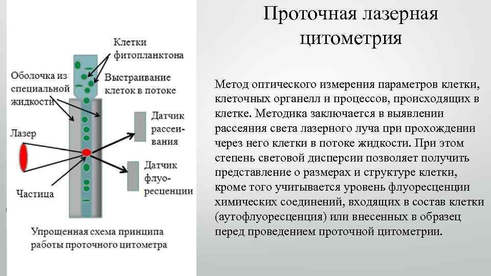 Проточная лазерная цитометрия Метод оптического измерения параметров клетки, клеточных органелл и процессов, происходящих в