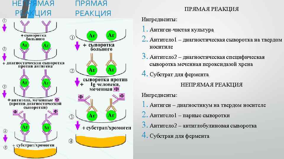 НЕПРЯМАЯ РЕАКЦИЯ Ингредиенты: 1. Антиген-чистая культура 2. Антитело 1 – диагностическая сыворотка на твердом