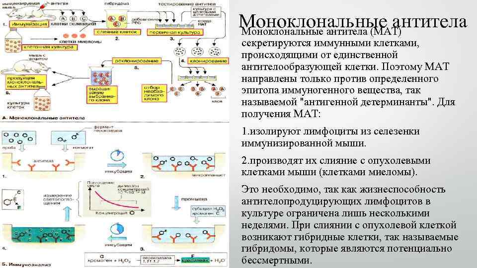 Моноклональные антитела (МАТ) секретируются иммунными клетками, происходящими от единственной антителообразующей клетки. Поэтому МАТ направлены