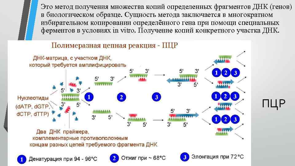 Это метод получения множества копий определенных фрагментов ДНК (генов) в биологическом образце. Сущность метода