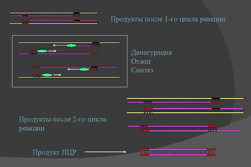Продукты после 1 -го цикла реакции Денатурация Отжиг Синтез Продукты после 2 -го цикла