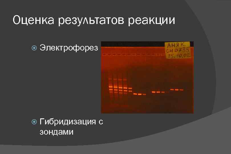 Оценка результатов реакции Электрофорез Гибридизация с зондами 