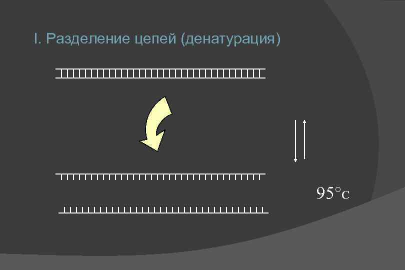 I. Разделение цепей (денатурация) 95°C 