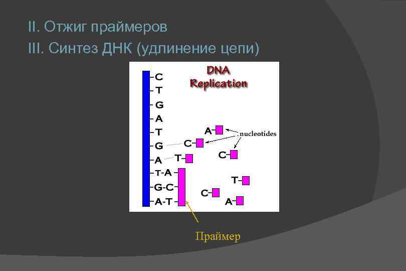 II. Отжиг праймеров III. Синтез ДНК (удлинение цепи) Праймер 