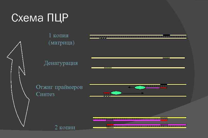 Схема ПЦР 1 копия (матрица) Денатурация Отжиг праймеров Синтез 2 копии 