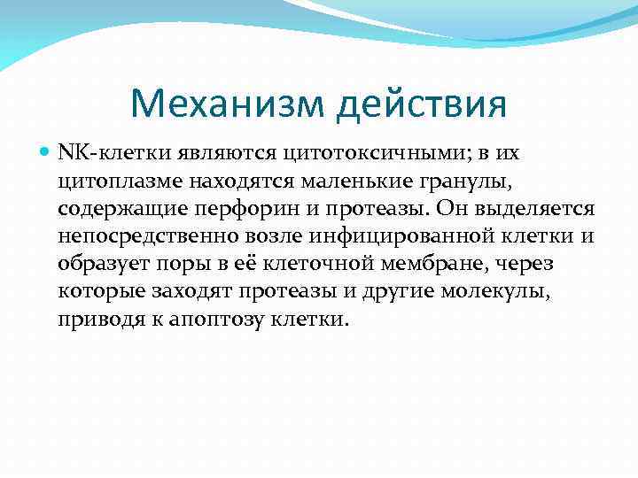 Механизм действия NK-клетки являются цитотоксичными; в их цитоплазме находятся маленькие гранулы, содержащие перфорин и