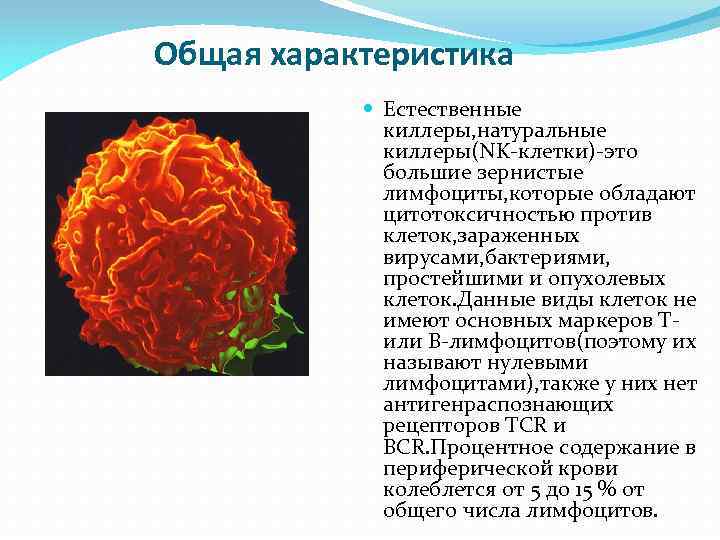 Общая характеристика Естественные киллеры, натуральные киллеры(NK-клетки)-это большие зернистые лимфоциты, которые обладают цитотоксичностью против клеток,