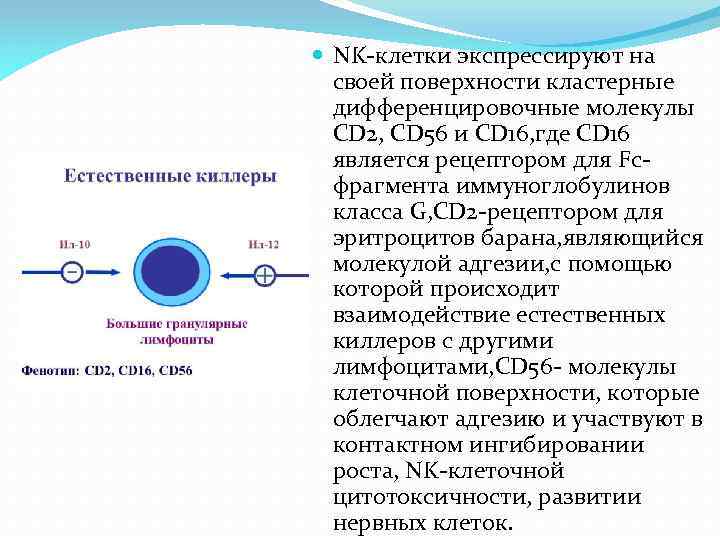 NK-клетки экспрессируют на своей поверхности кластерные дифференцировочные молекулы CD 2, CD 56 и