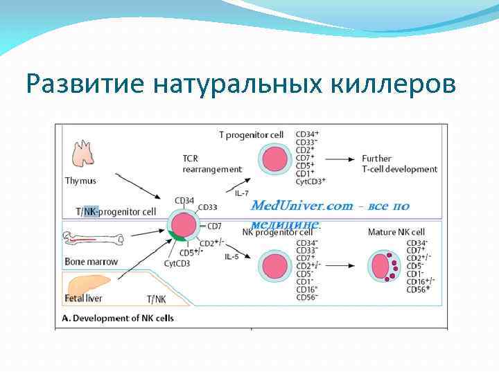 Развитие натуральных киллеров 