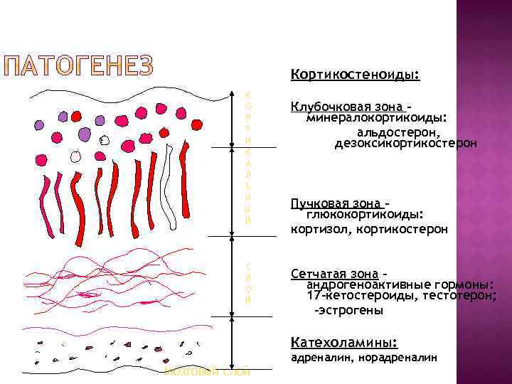 Кортикостеноиды: К О Р Т И К А Л Ь Н Ы Й С