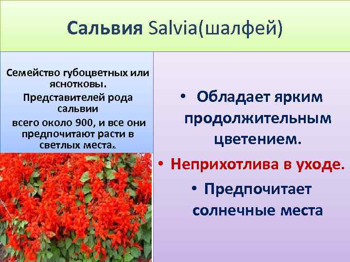 Сальвия Salvia(шалфей) Семейство губоцветных или яснотковы. Представителей рода сальвии всего около 900, и все