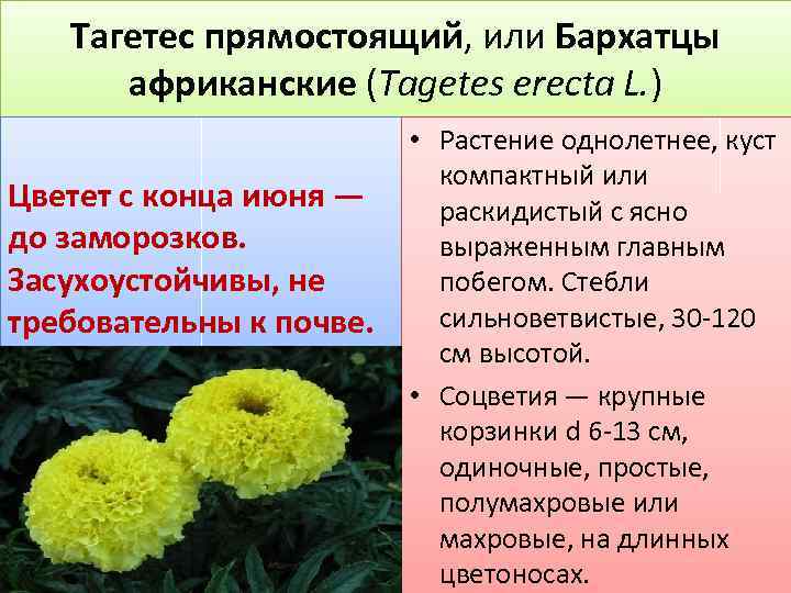 Тагетес прямостоящий, или Бархатцы африканские (Tagetes erecta L. ) Цветет с конца июня —