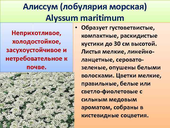 Алиссум (лобулярия морская) Alyssum maritimum • Образует густоветвистые, Неприхотливое, компактные, раскидистые холодостойкое, кустики до