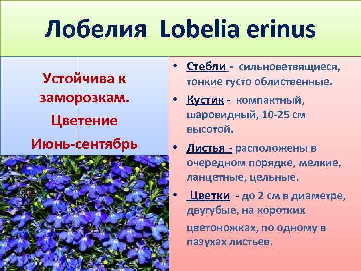 Лобелия Lobelia erinus Устойчива к заморозкам. Цветение Июнь-сентябрь • Стебли - сильноветвящиеся, тонкие густо