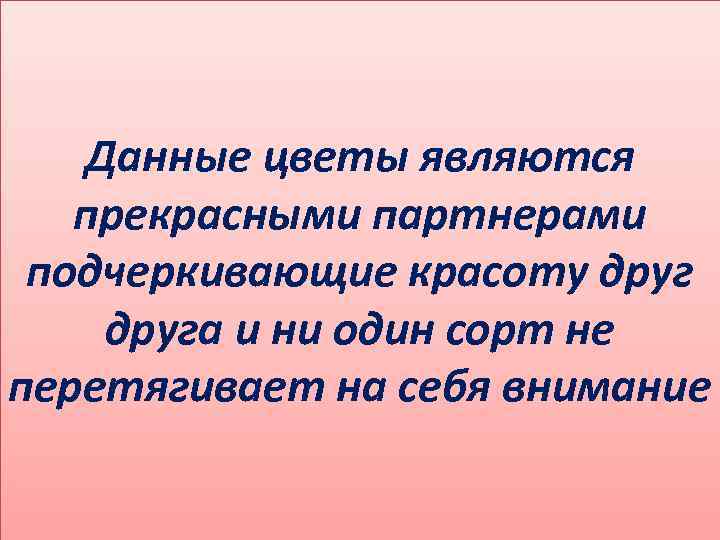 Данные цветы являются прекрасными партнерами подчеркивающие красоту друга и ни один сорт не перетягивает