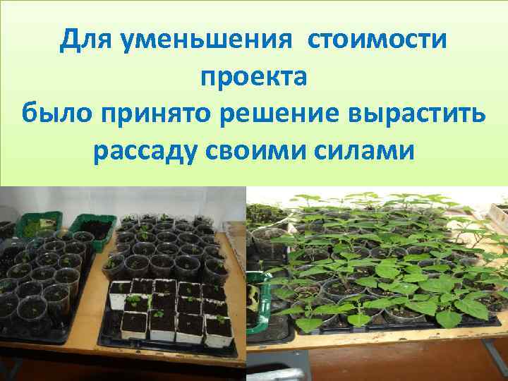 Для уменьшения стоимости проекта было принято решение вырастить рассаду своими силами 