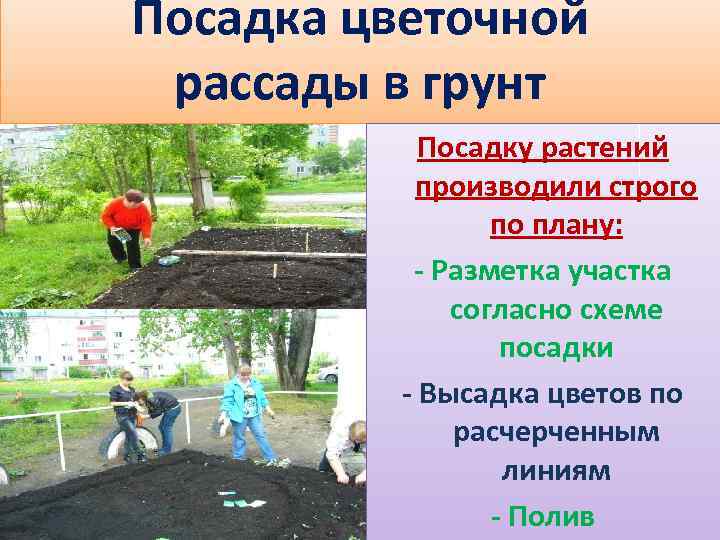 Посадка цветочной рассады в грунт Посадку растений производили строго по плану: - Разметка участка