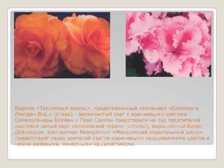 Begonia «Текиловый восход» , представленный компанией «Блэкмор и Лэнгдон Лтд. » (слева) - волокнистый