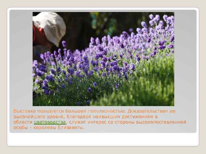 Выставка пользуется большой популярностью. Доказательством ее высочайшего уровня, благодаря наивысшим достижениям в области цветоводства,